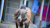 কুরবানির যগ্য দেশি ষার গরু